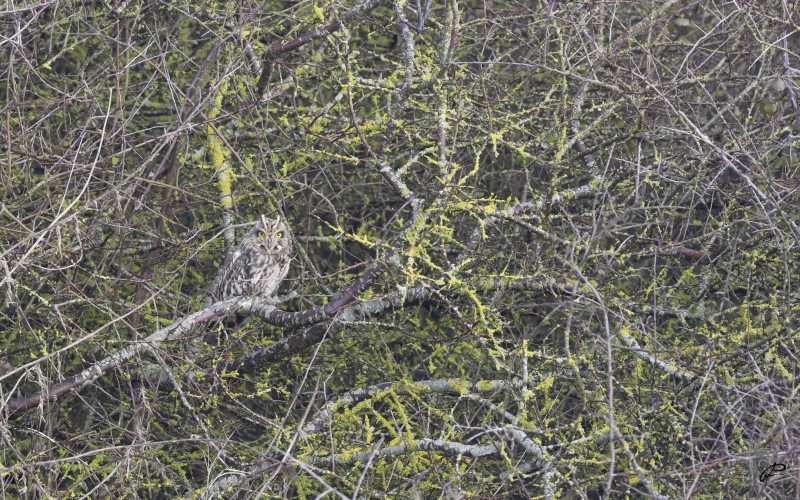 Photo Oiseaux