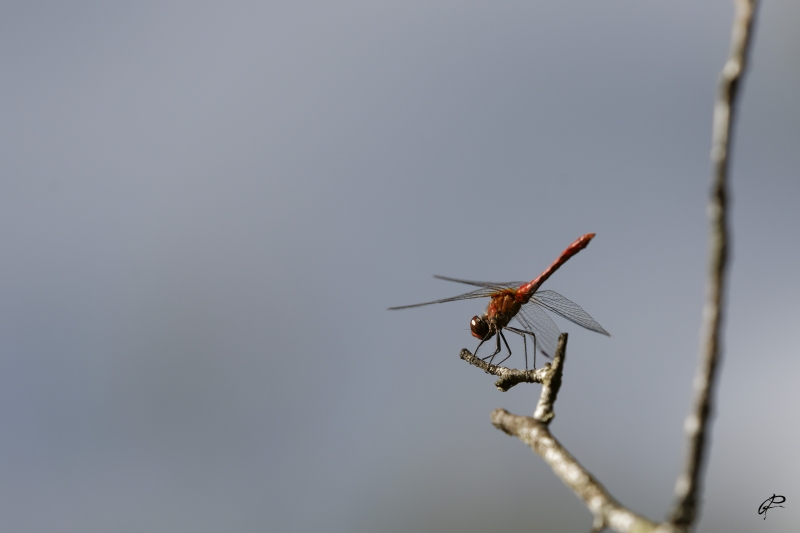Photo Insectes