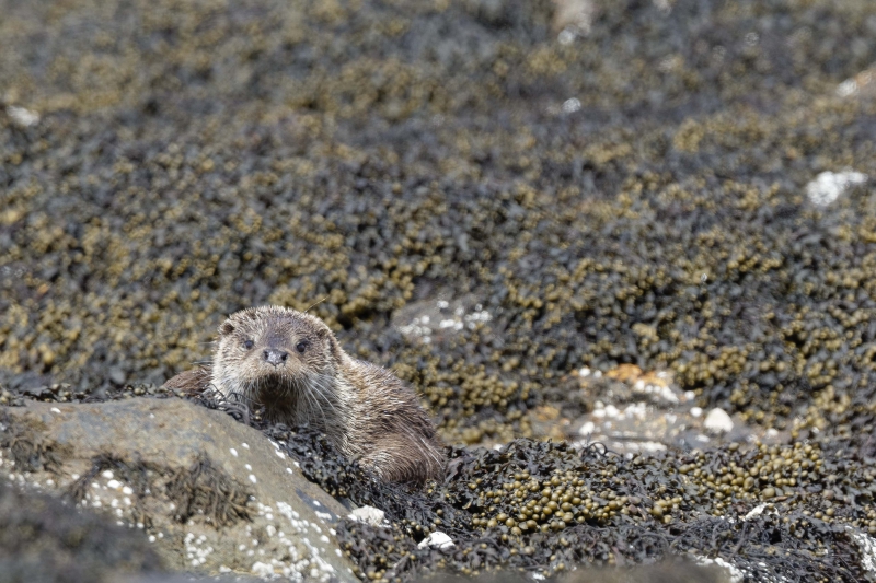 Loutre.jpg