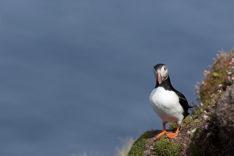 Photo Oiseaux