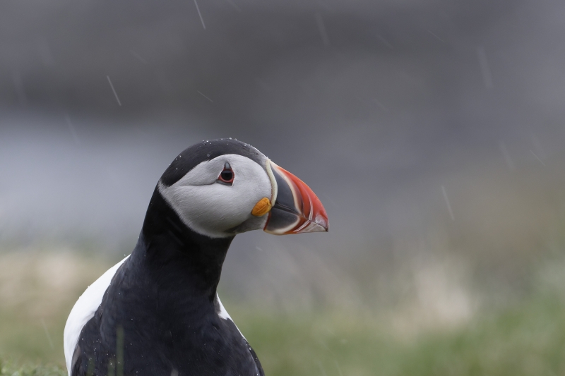 Photo Oiseaux