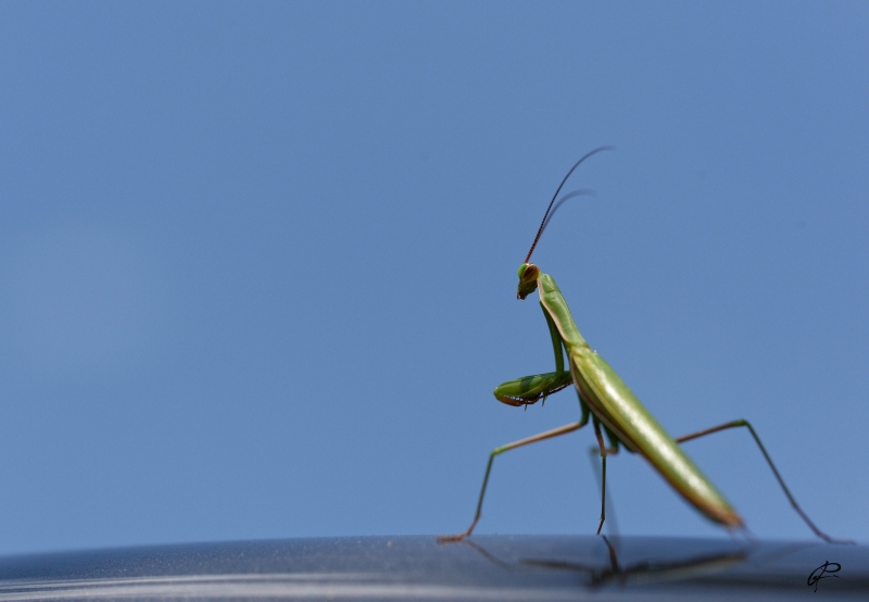 Photo Insectes