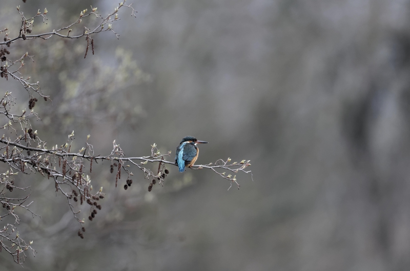 Photo Oiseaux