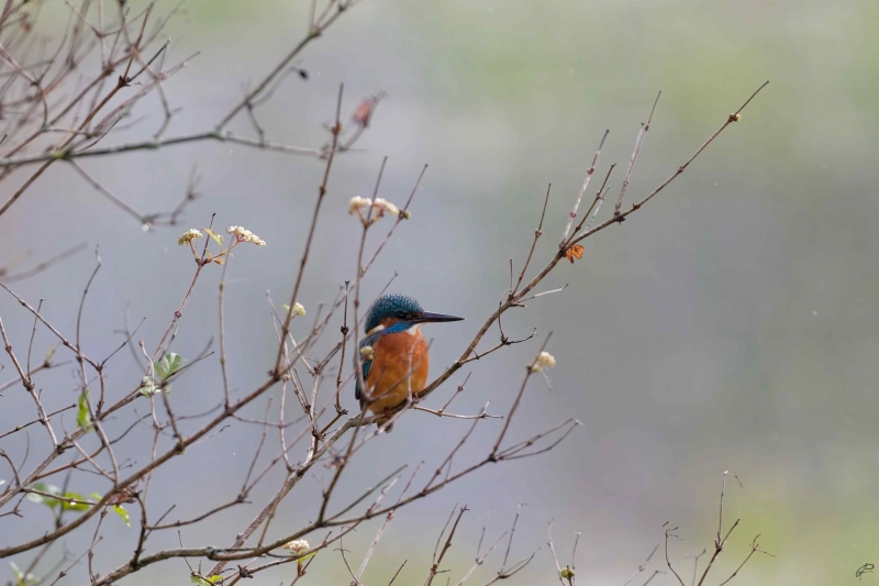 Photo Oiseaux