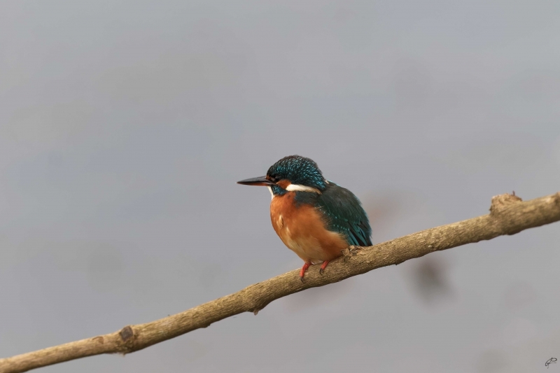 Photo Oiseaux