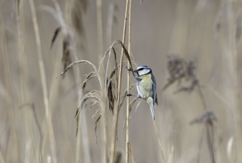 Photo Oiseaux