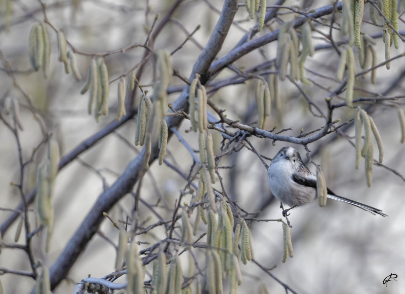 Photo Oiseaux