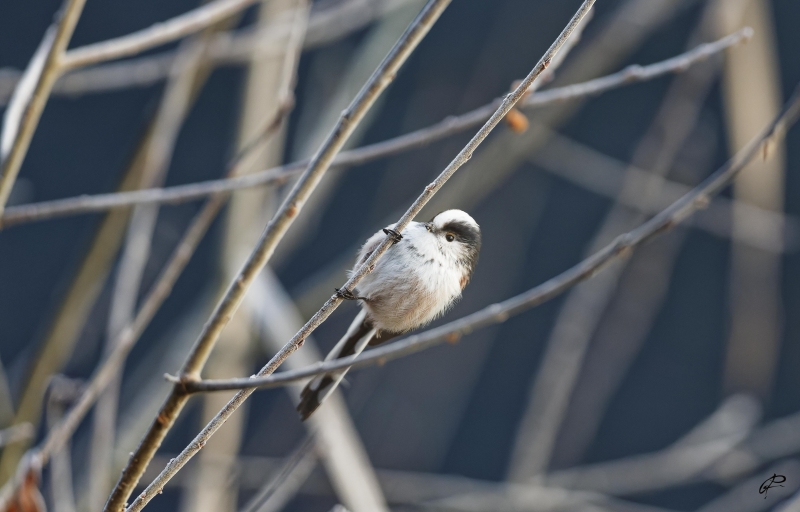 Photo Oiseaux