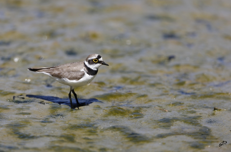 Photo Oiseaux