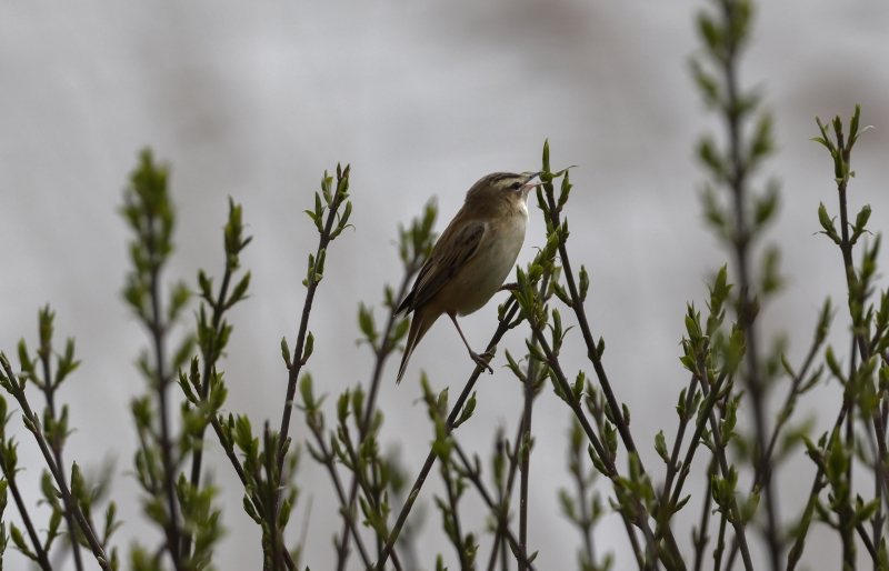 Photo Oiseaux