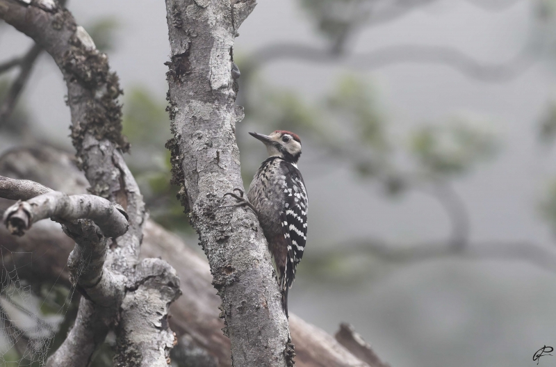 Photo Oiseaux