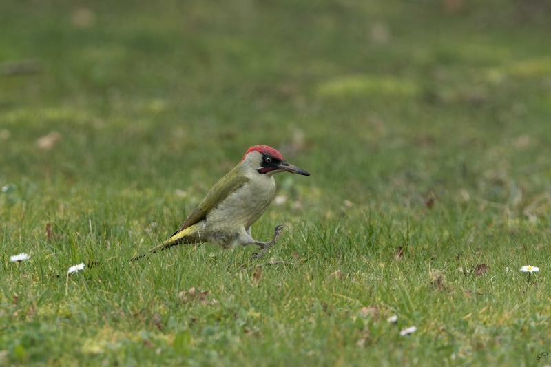 Photo Oiseaux