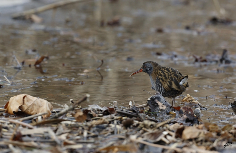 Photo Oiseaux