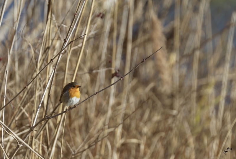 Photo Oiseaux