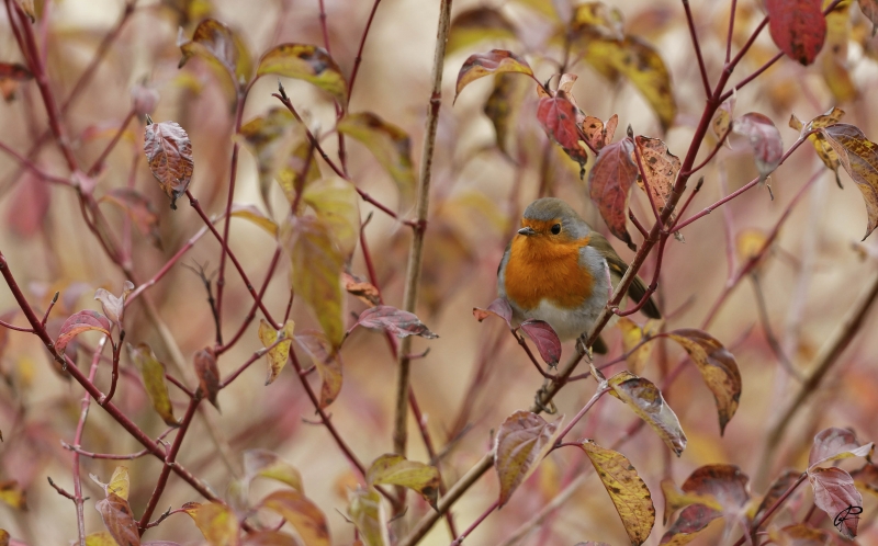 Photo Oiseaux