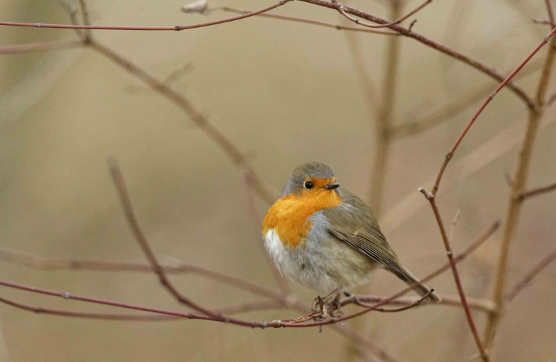 Photo Oiseaux