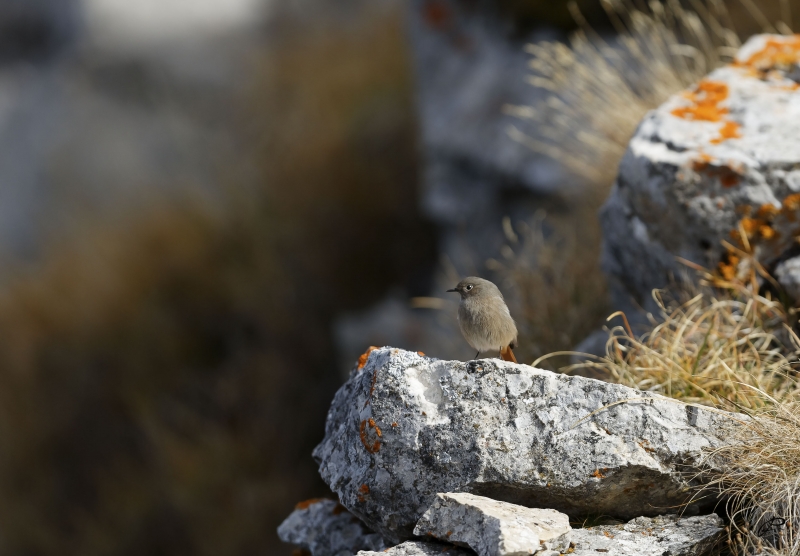 Photo Oiseaux