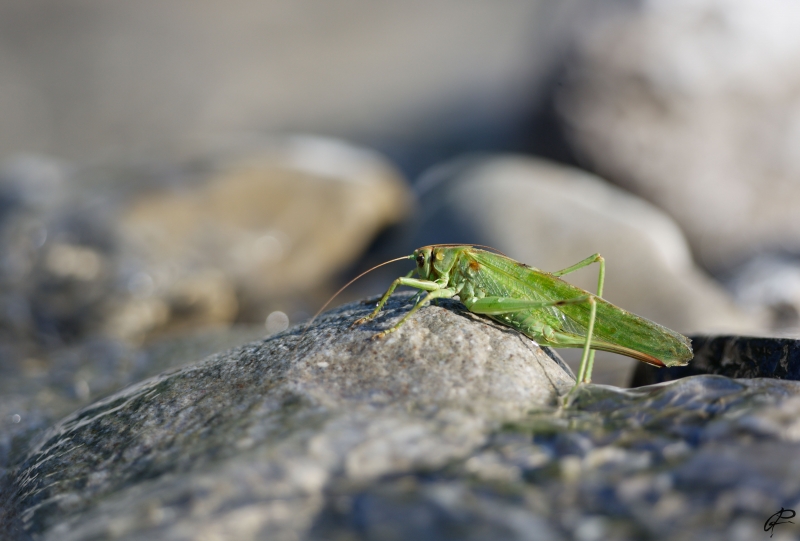 Photo Insectes