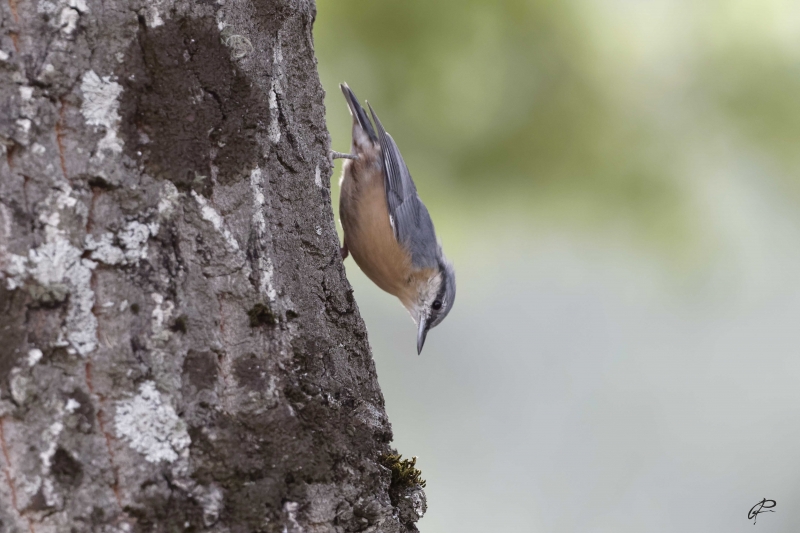 Photo Oiseaux