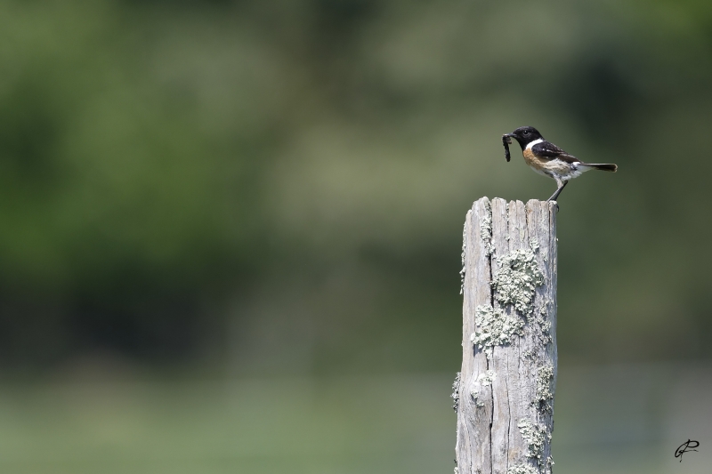 Photo Oiseaux