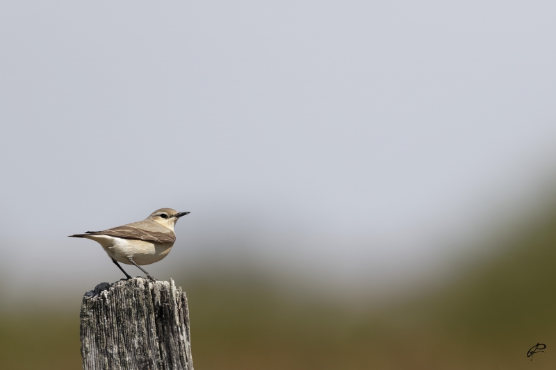 Photo Oiseaux