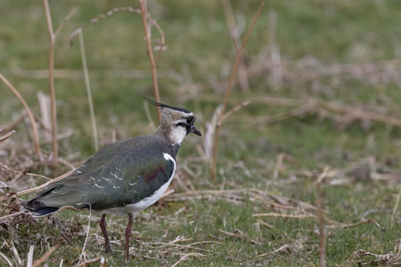 Photo Oiseaux