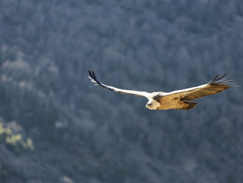 Vautour_Fauve.jpg