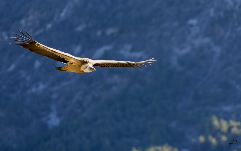 Photo Oiseaux