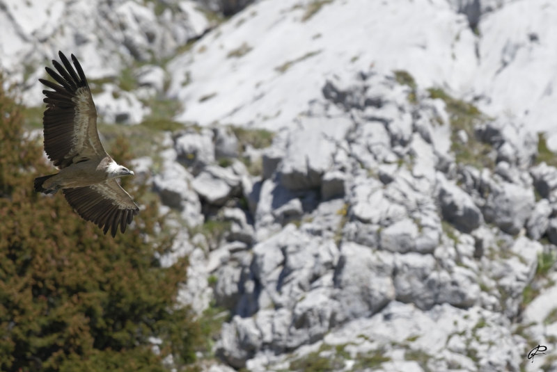 Photo Oiseaux