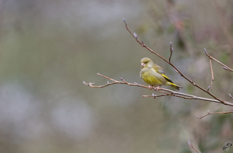 Photo Oiseaux