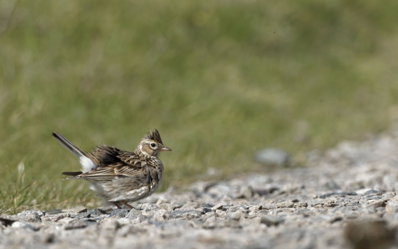 Photo Oiseaux