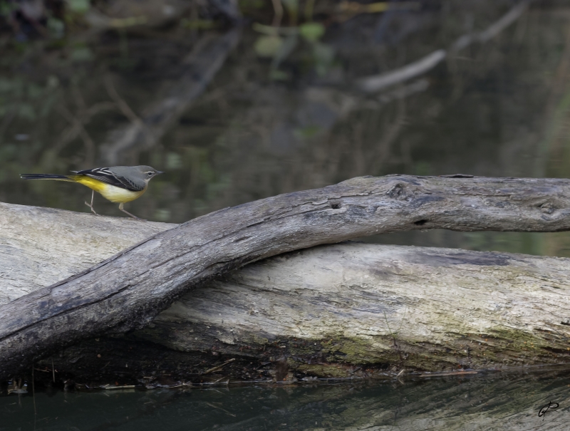 Photo Oiseaux