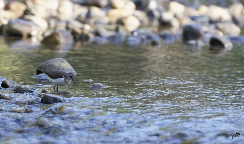 Photo Oiseaux