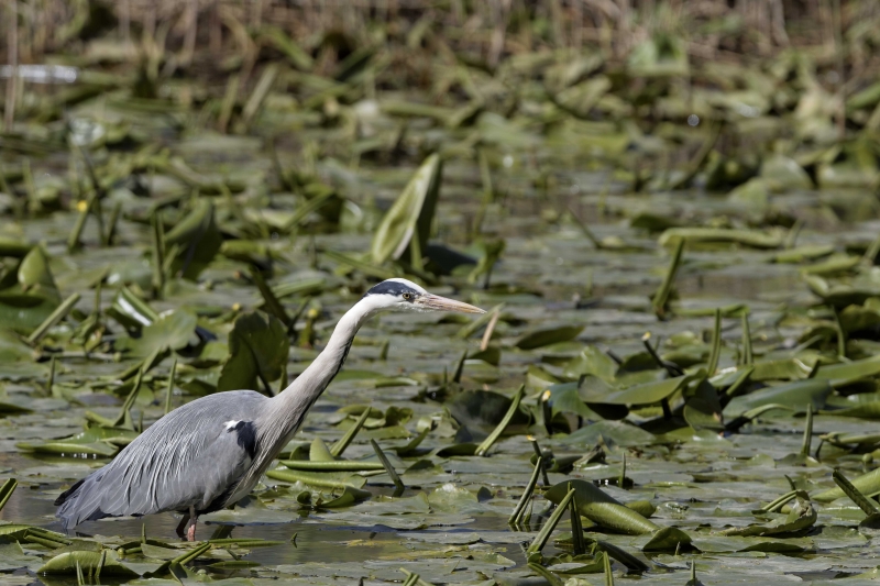 Photo Oiseaux
