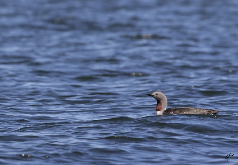 Photo Oiseaux