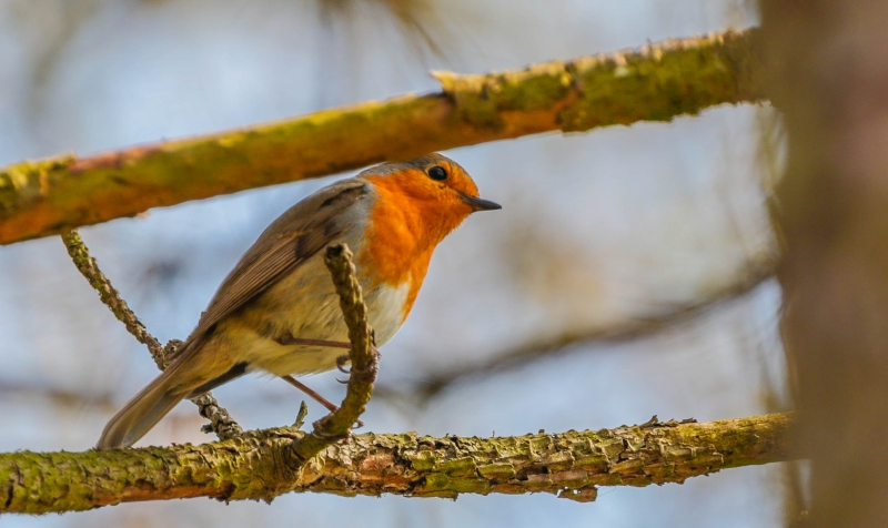 Photo Oiseaux Rouge-gorge familier (Erithacus rubecula)