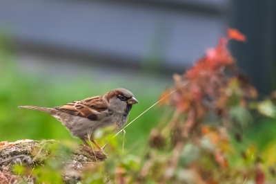 Oiseaux Moineau domestique (Passer domesticus)