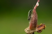 Insectes