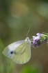 Insectes