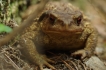 Amphibiens Crapaud commun ( Bufo bufo ) .