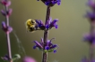 Insectes