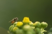 Insectes