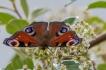 Insectes Paon du jour (Aglais io)