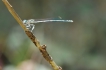 Insectes