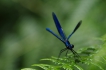 Insectes