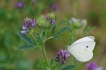 Insectes
