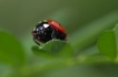 Insectes Coccinelle à 7 points (Coccinella septempunctata)