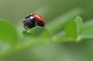 Insectes