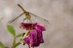 Insectes