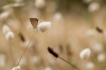 Insectes